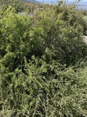 Prunus fasciculata