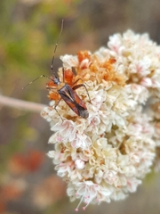 Phytocoris roseus