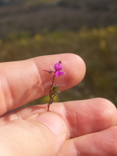 Image of Indigofera stokoei by (c) Brian du Preez, some rights reserved (CC BY-SA)