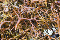 Masonhalea richardsonii