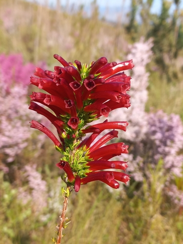 Image of Blood Heath (Erica cruenta) by (c) Brian du Preez, some rights reserved (CC BY-SA)