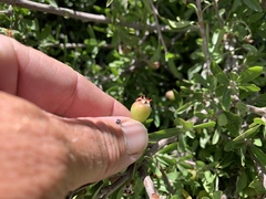 Prunus fasciculata