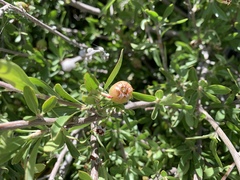 Prunus fasciculata