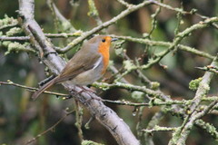 Erithacus rubecula