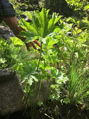 Darmera peltata