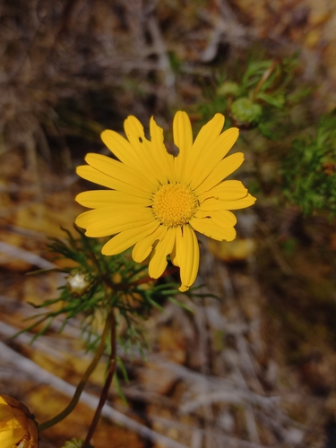 Image of Ursinia paleacea by (c) Brian du Preez, some rights reserved (CC BY-SA)