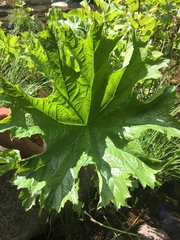 Darmera peltata