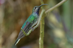 Violet Sabrewing photo 4