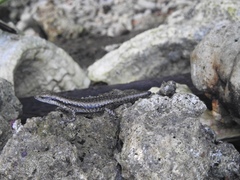Emoia atrocostata