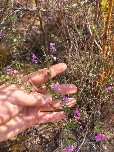 Image of Indigofera stokoei by (c) Brian du Preez, some rights reserved (CC BY-SA)