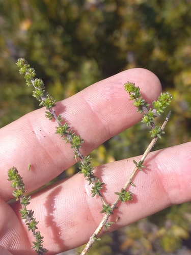 Necklace Capegorse (Aspalathus concava)