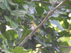 Dark-Eyed White-Eye photo 2