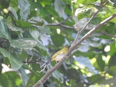 Dark-Eyed White-Eye photo 5