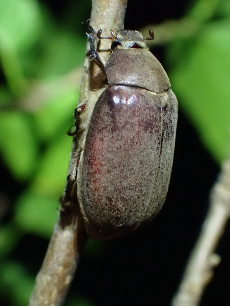 Alepida