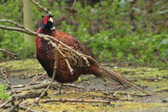 Phasianus colchicus