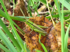 Mecostethus parapleurus