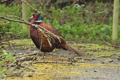 Phasianus colchicus