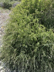 Prunus fasciculata