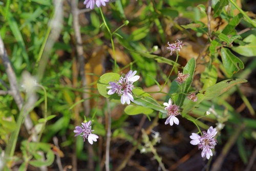 Reverchon's Palafox (Palafoxia reverchonii)
