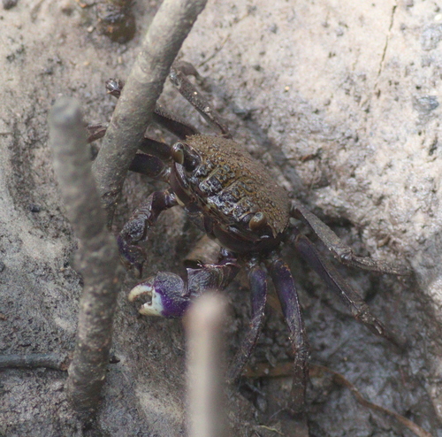 Violet Vinegar Crab (Episesarma versicolor)