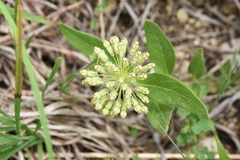 Asclepias lanuginosa