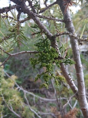 Arceuthobium oxycedri