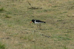 Haematopus ostralegus