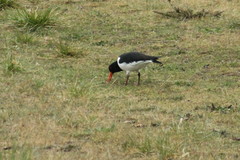 Haematopus ostralegus