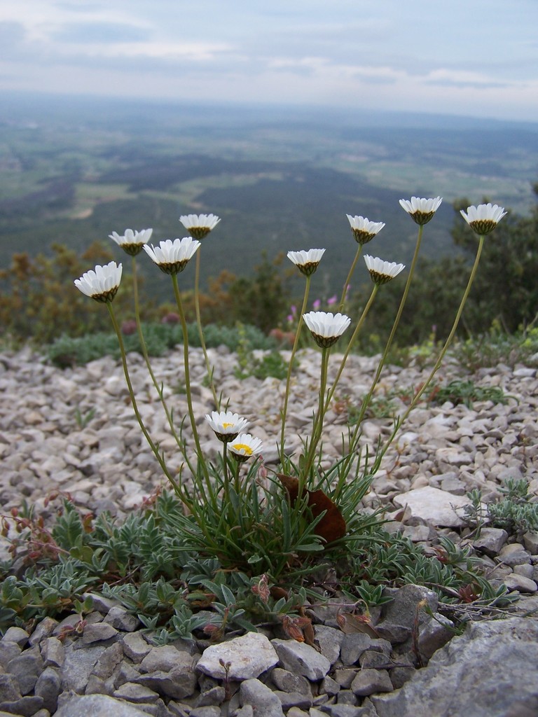 Grass-leaved Oxeye Daisy