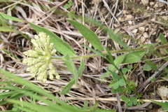 Asclepias lanuginosa