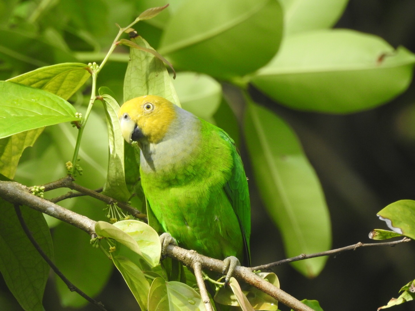 Singing Parrot illustration