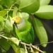 Singing Parrot - Photo (c) devonderaad, some rights reserved (CC BY-NC), uploaded by devonderaad