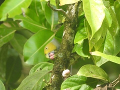 Singing Parrot photo 5