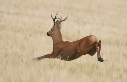 Eastern Roe Deer, Чебулинский р-н, Кемеровская обл., Россия, photo 7 of 10