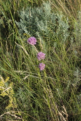 Allium lineare