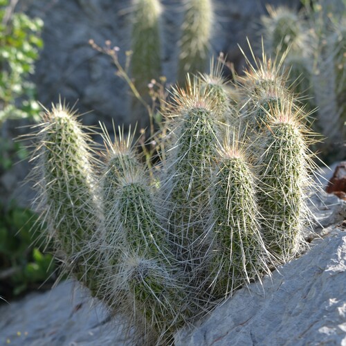 Echinocereus occidentalis