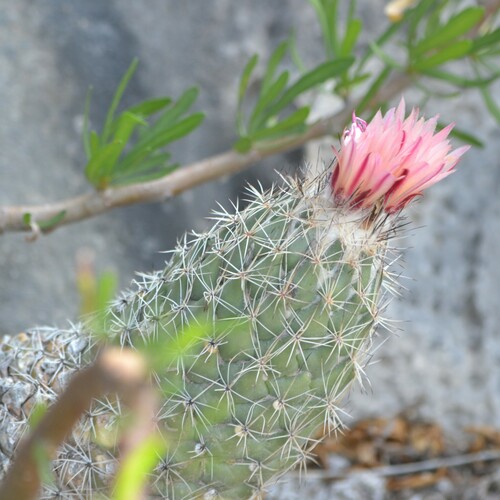 Coryphantha durangensis