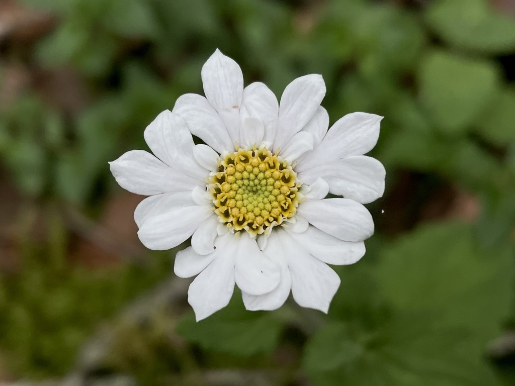 Microspermum debile