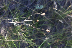 Ranunculus illyricus