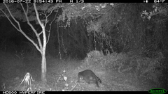 Procyon lotor psora