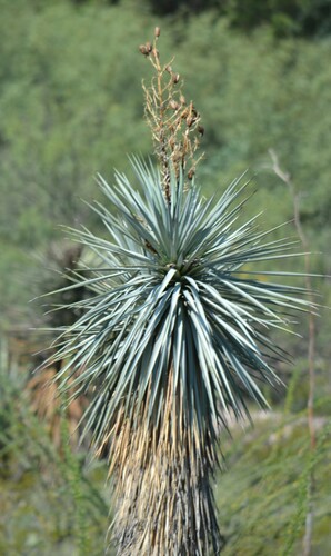 Image of Yucca rigida by (c) Mauricio Calderón, some rights reserved (CC BY)