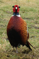 Phasianus colchicus