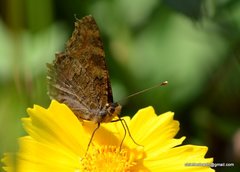Aglais caschmirensis