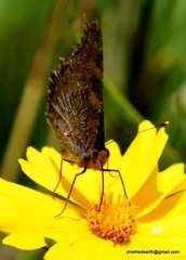 Aglais caschmirensis