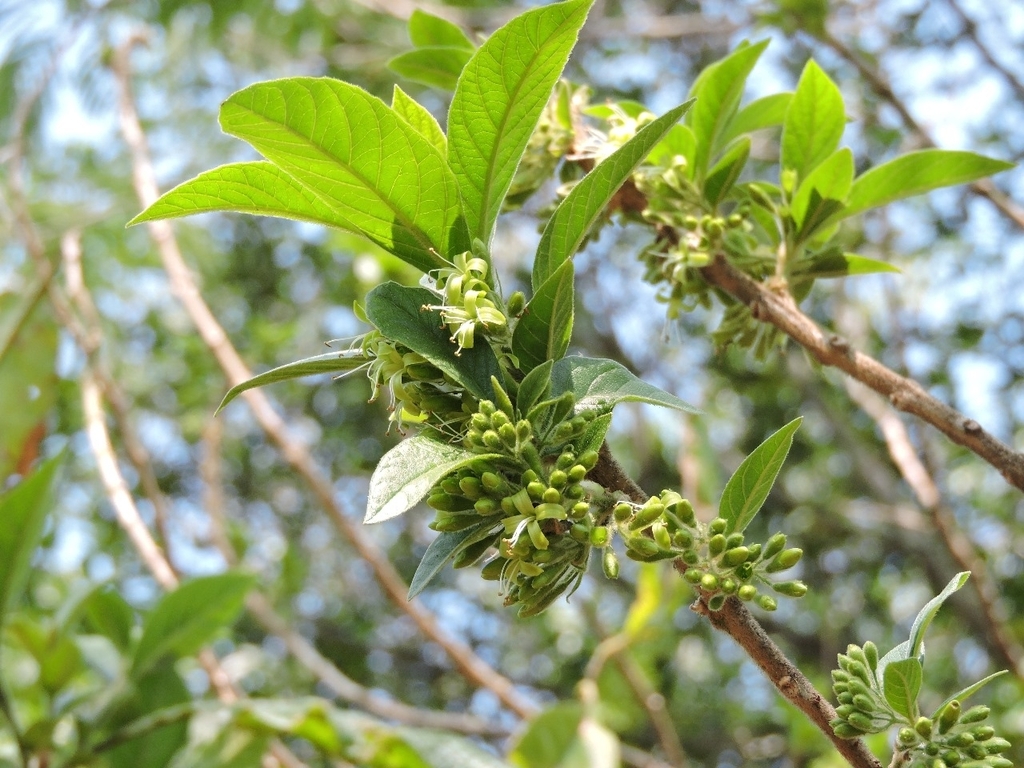 Aegiphila mediterranea