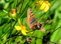 Aglais caschmirensis