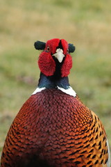 Phasianus colchicus