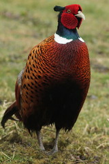 Phasianus colchicus
