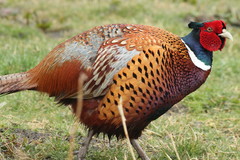 Phasianus colchicus