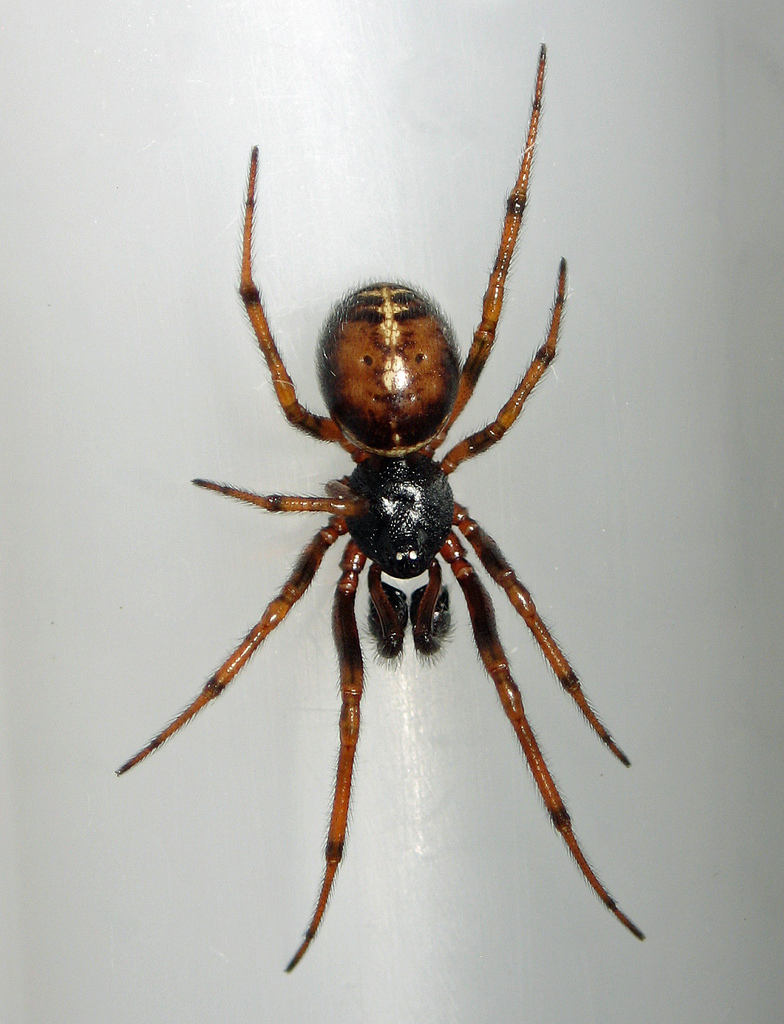 Rabbit Hutch Spider